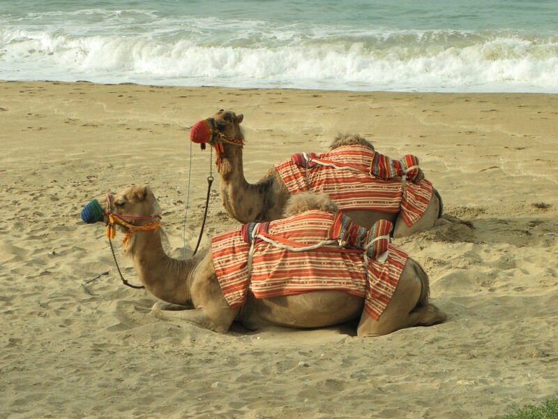 Camels By the beach 