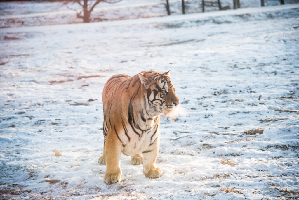 orange and black tiger standing outdoors 