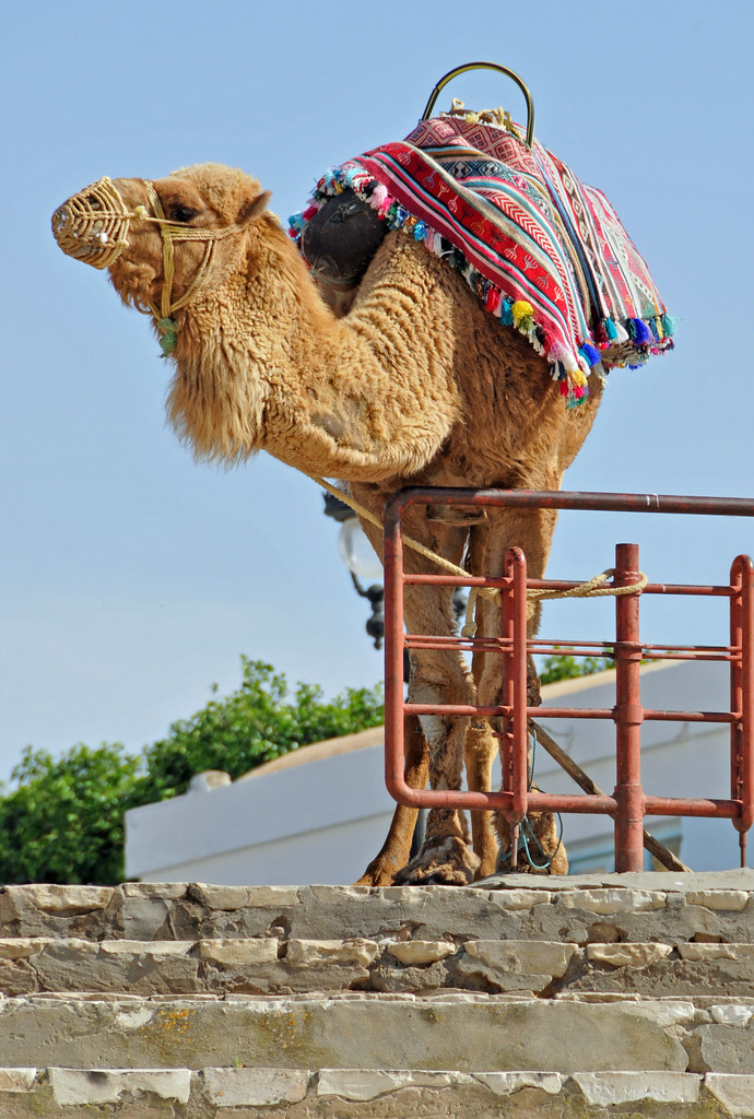 Camel in Tunisia 