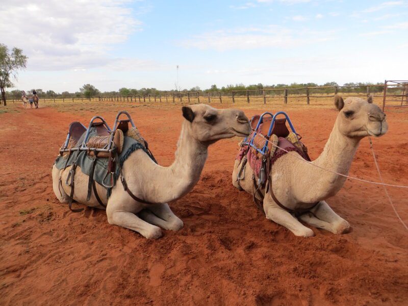 camel rides Australia 