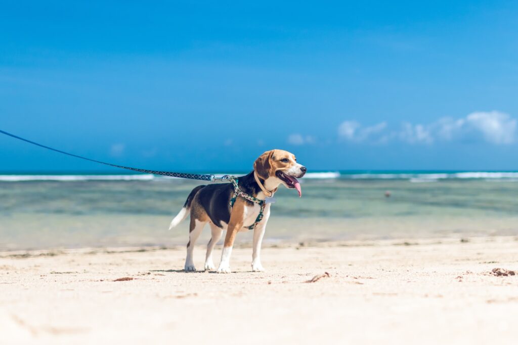 beagle at the beach - Pet-Friendly Vacation Destinations