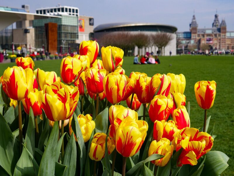 tulips at Rijksmuseum 