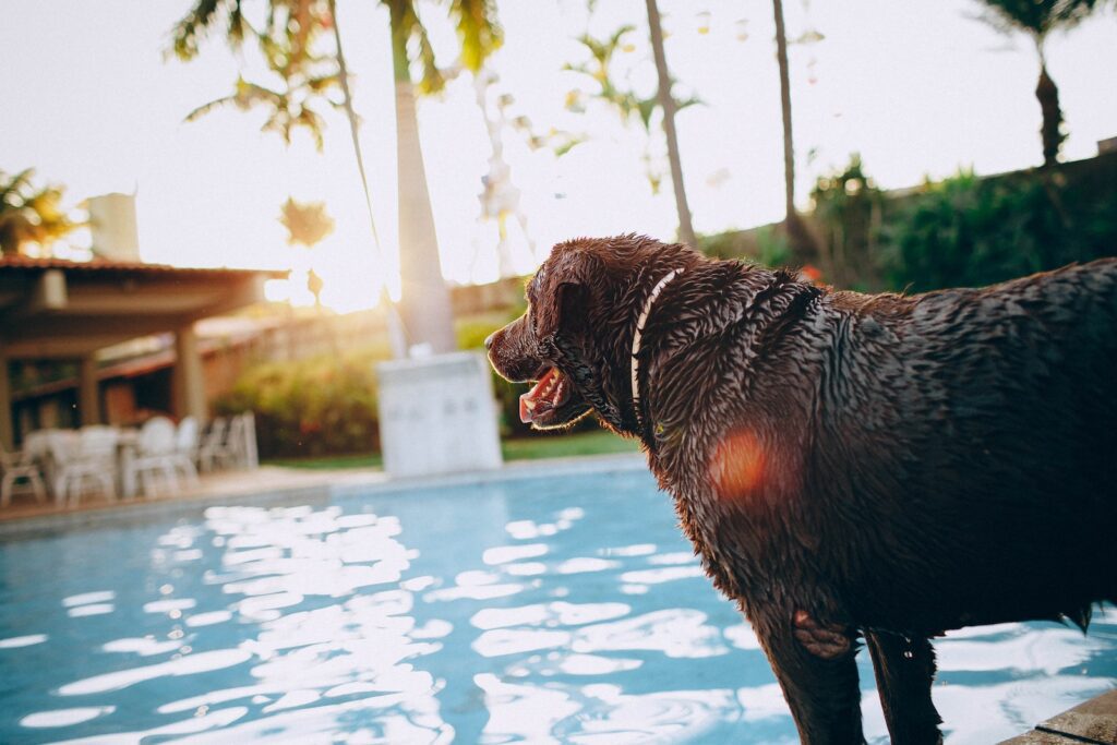 chocolate lab at swimming pool Pet-Friendly Vacation Destinations
