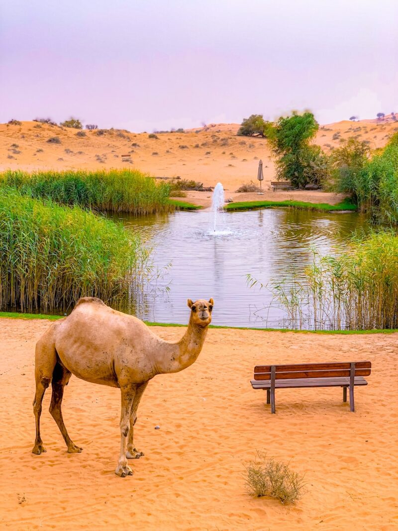 camel near oasis