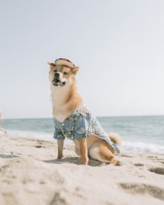 shiba inu with hat