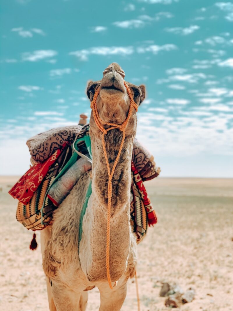 brown camel on sand during daytime