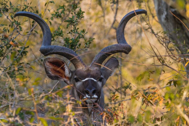 brown deer