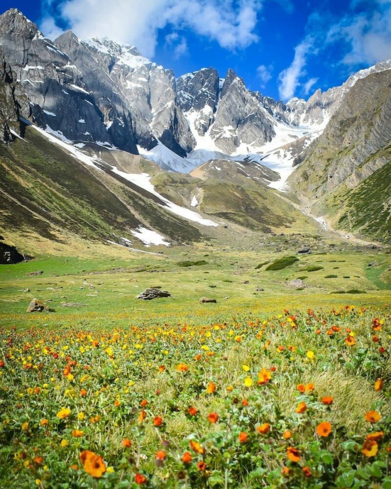 yellow and purple flower field near mountain during daytime - European Travel