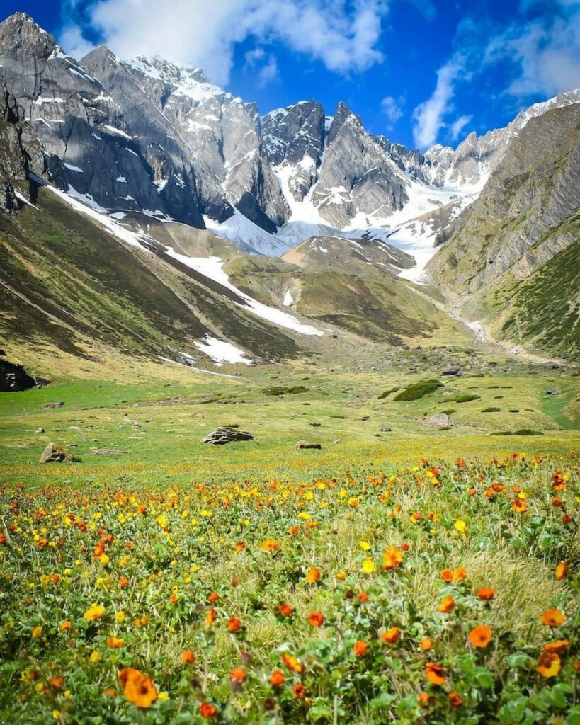 yellow and purple flower field near mountain during daytime Switzerland