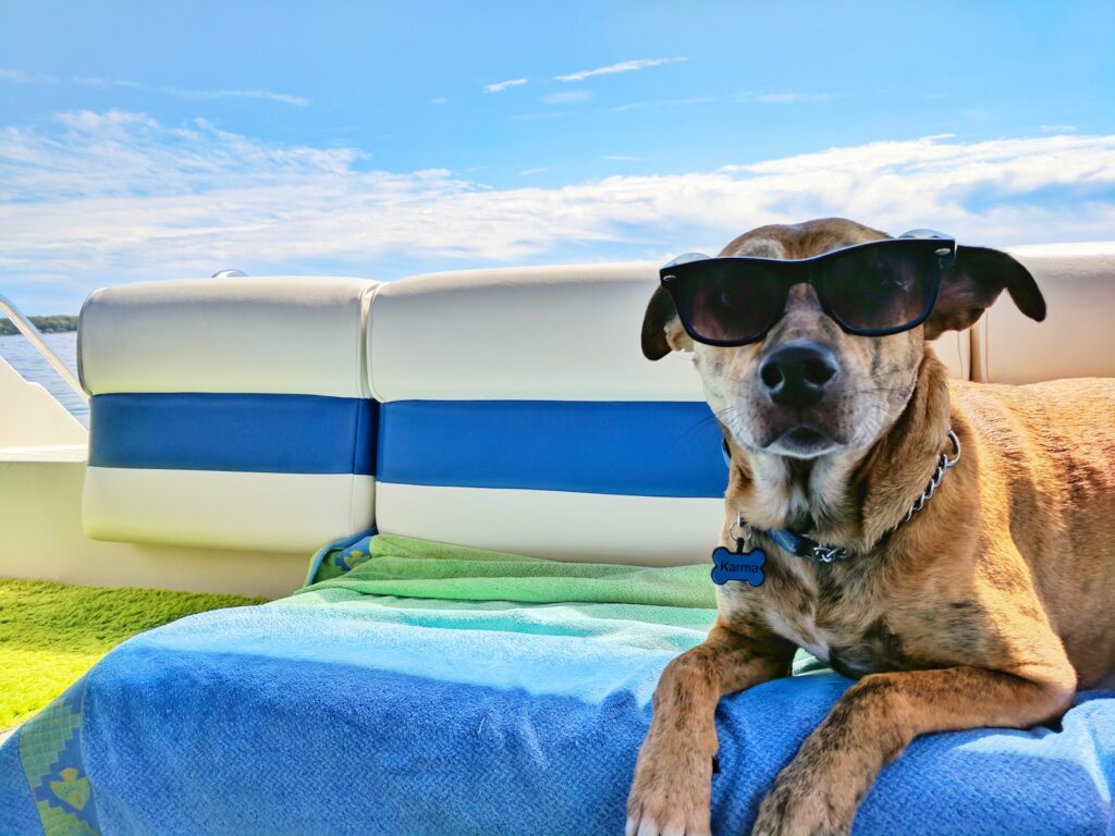 dog wearing sunglasses