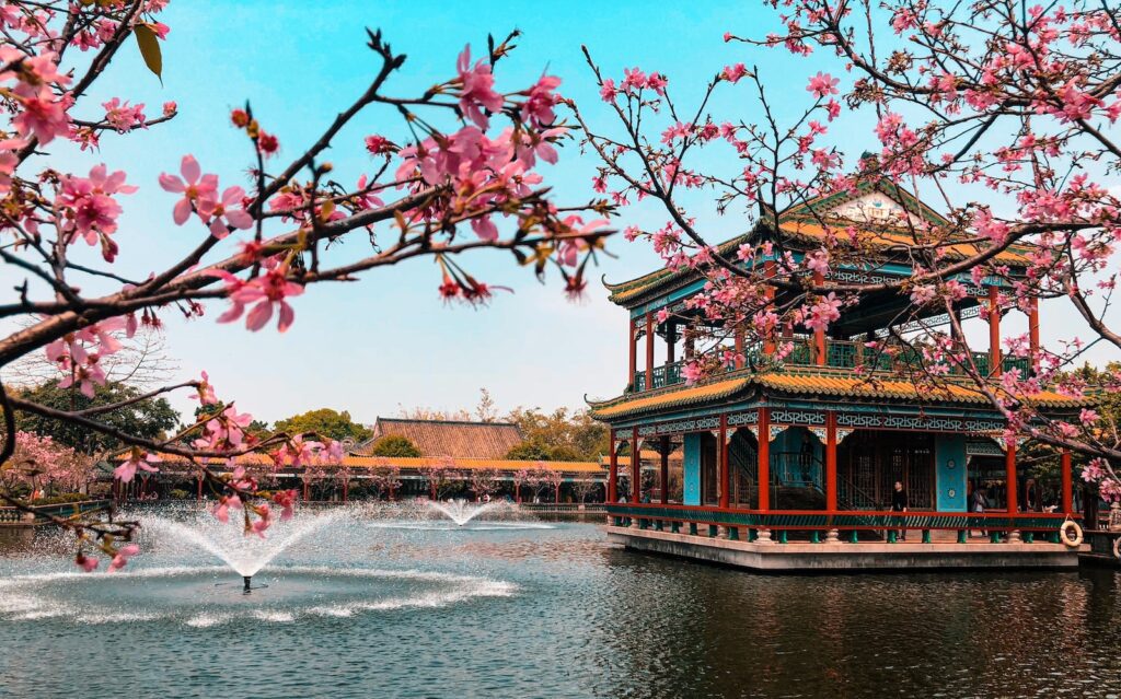 Cherry Blossoms in China