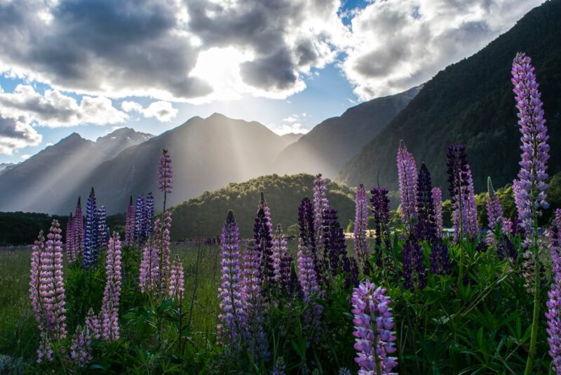 purple flowers under cloudy sky