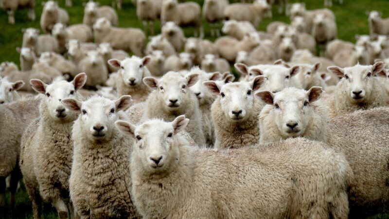 herd of sheep on green grass field during daytime