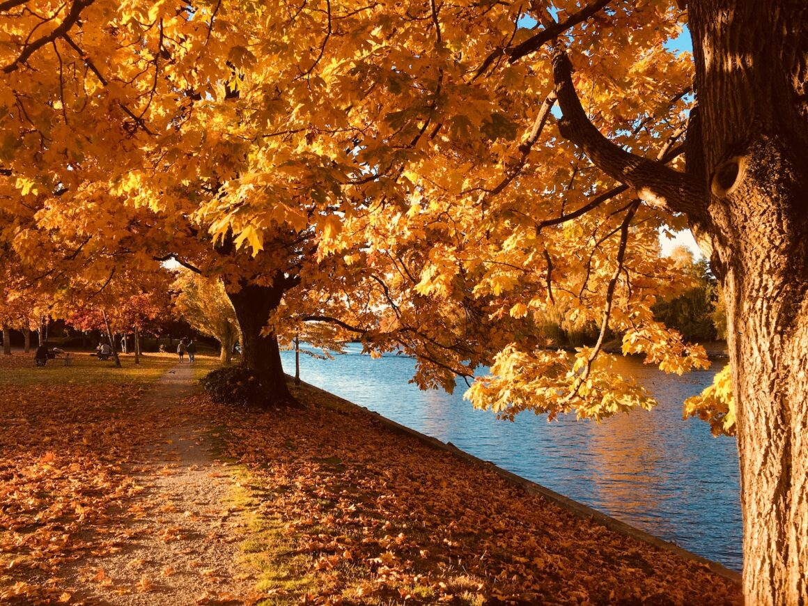 green leafed tree near body of water