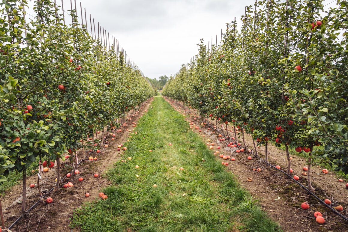 fruit trees fall getaway