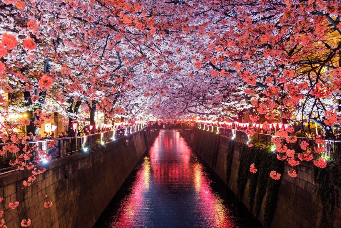 canal between cherry blossom trees Shinjuku Japan