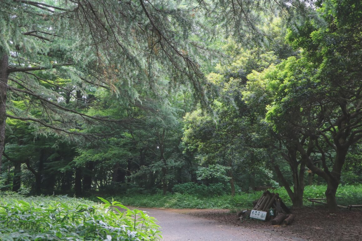 green trees on brown dirt road during daytime