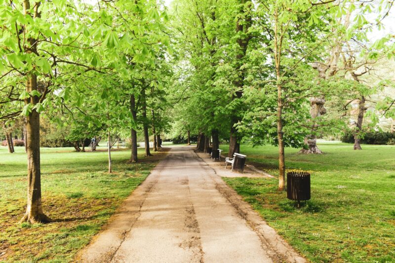 brown pathway between green trees during daytime