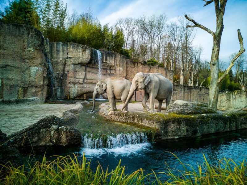 Elephants in the best ethical zoos in the US