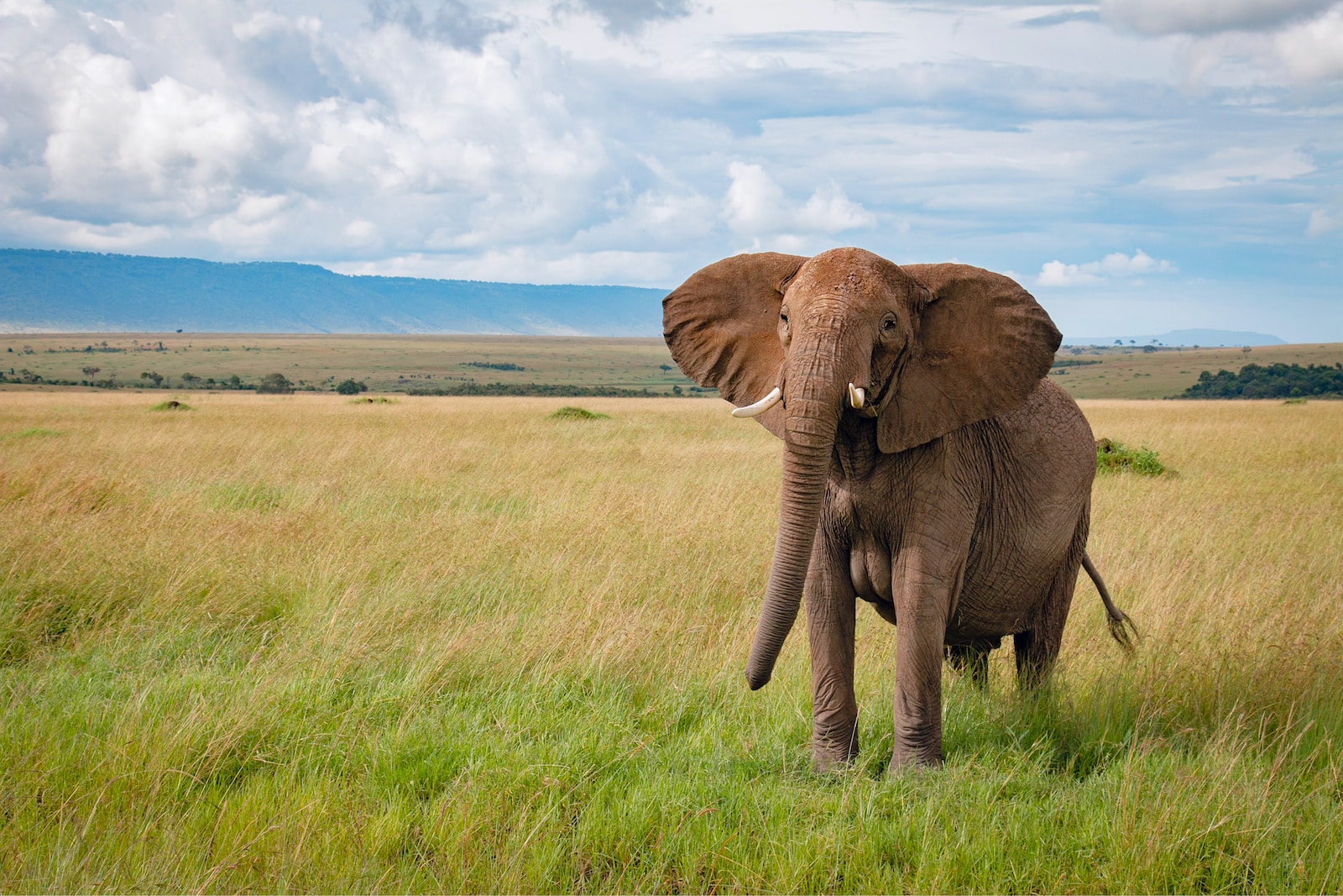 brown elephant on green grass field under white clouds and blue sky during daytime