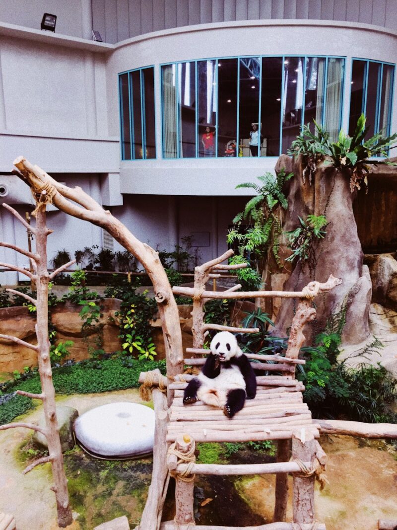 panda cub on wooden chair