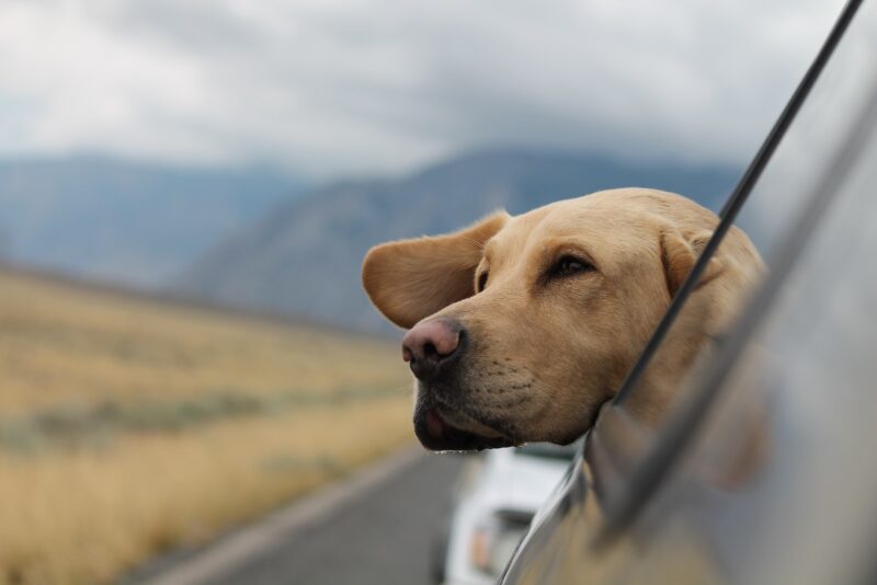 Labrador with head out the window