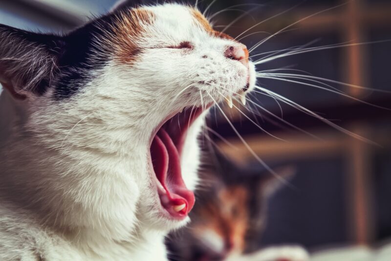 yawning cat