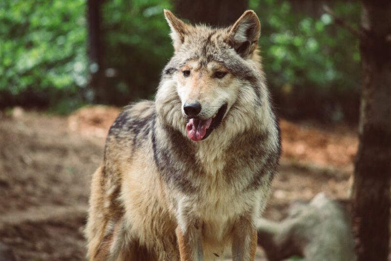 a wolf standing in the woods with its mouth open - best ethical zoos in the US