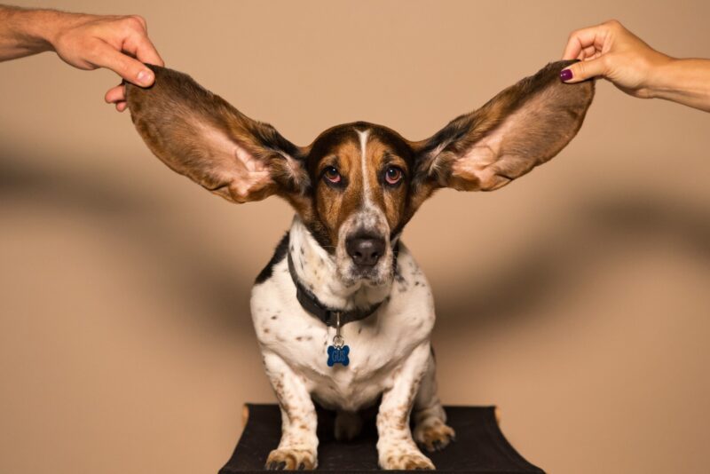 basset hound ears