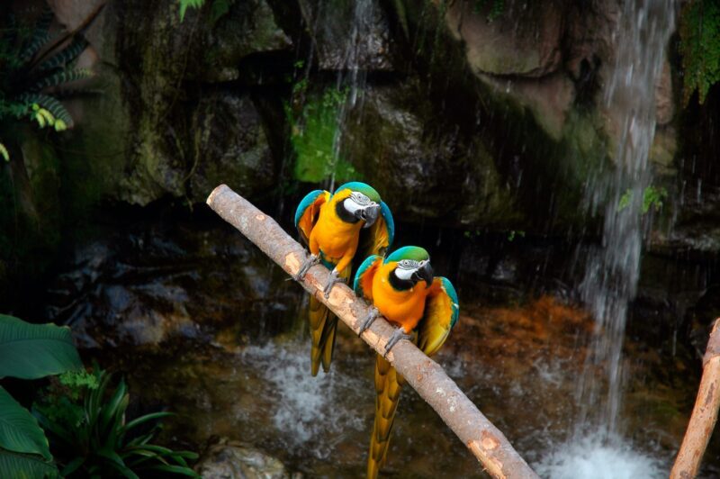 blue green and yellow birds on brown wooden stick