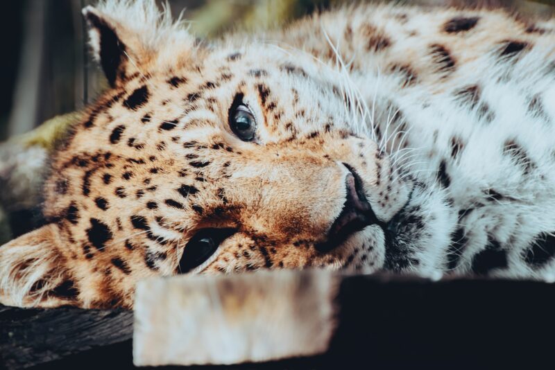 a close up of a cat laying on a table