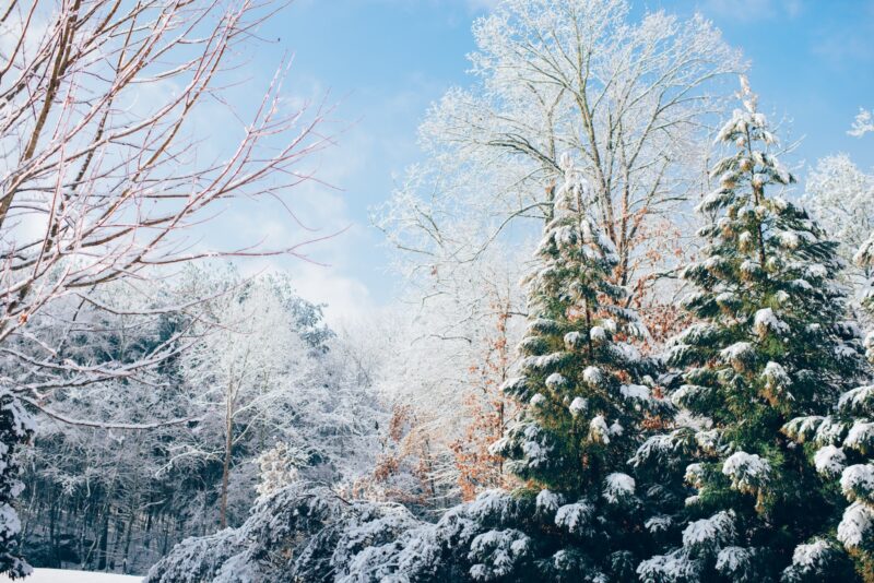 green pine trees with snow