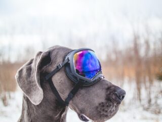 great dane in goggles. The best goggles