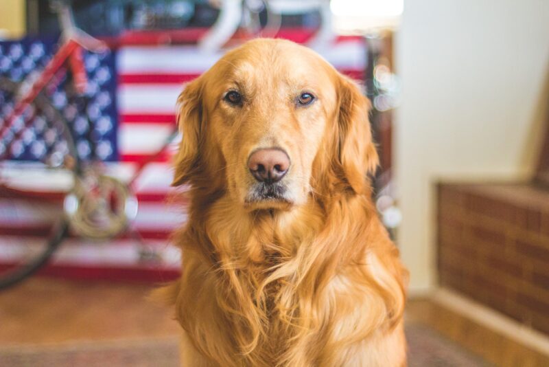 golden retriever - flying with a pet