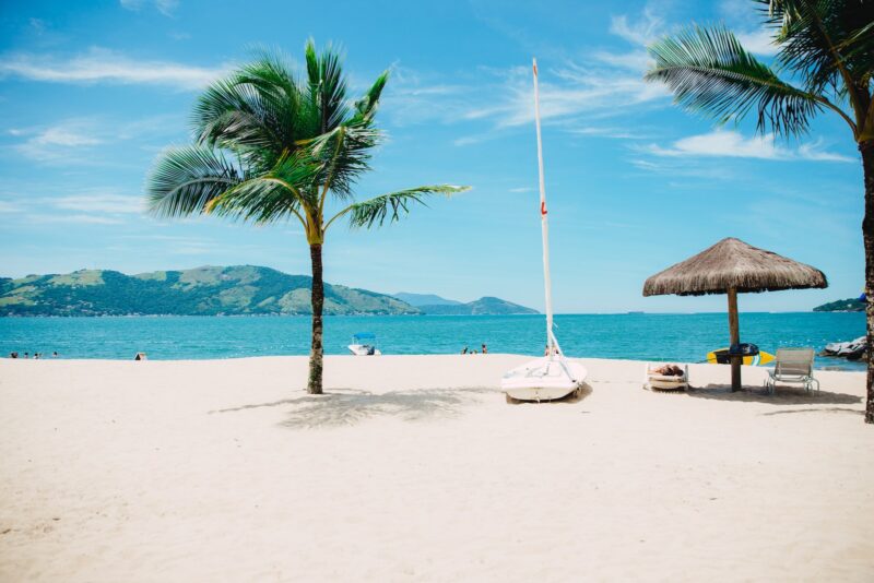 coconut tree on a beach