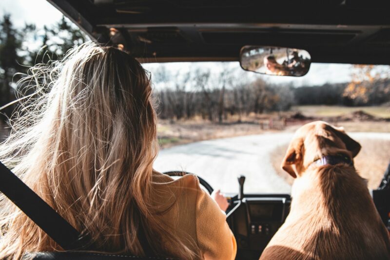 woman driving dog 