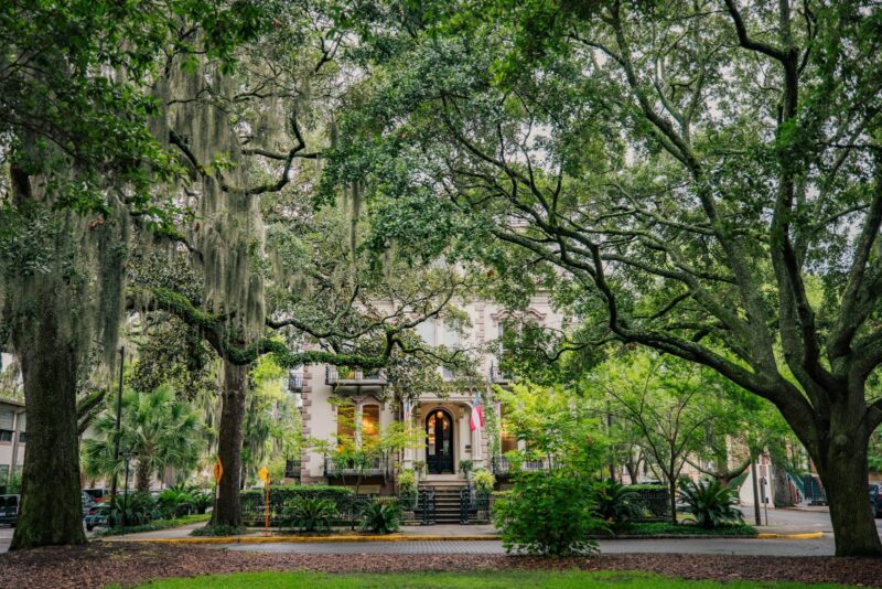 Savannah, Georgia trees