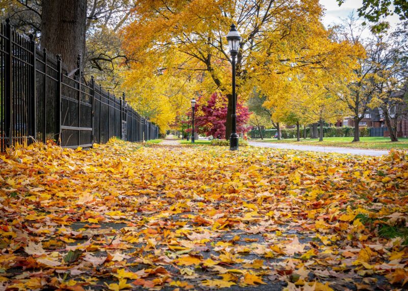 a path with fallen leaves