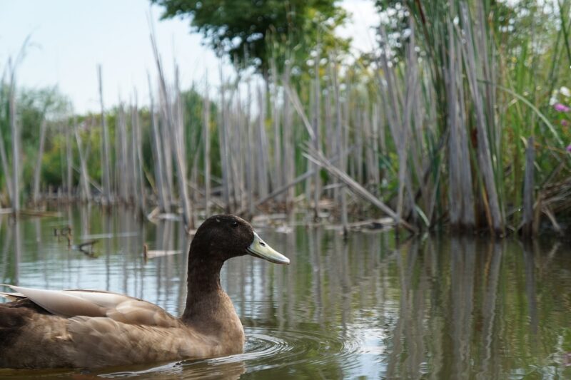 duck, water, nature