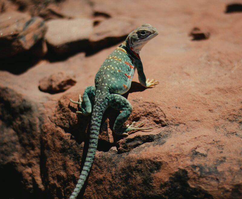 green and brown lizard on brown rock