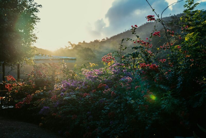 Nicaragua Flowers