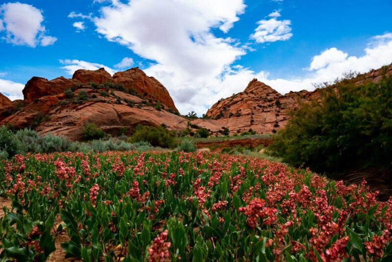 valleys with bed of sprenger's tulip