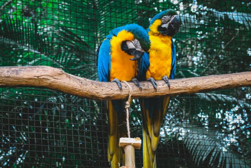 Are Zoos Ethical?