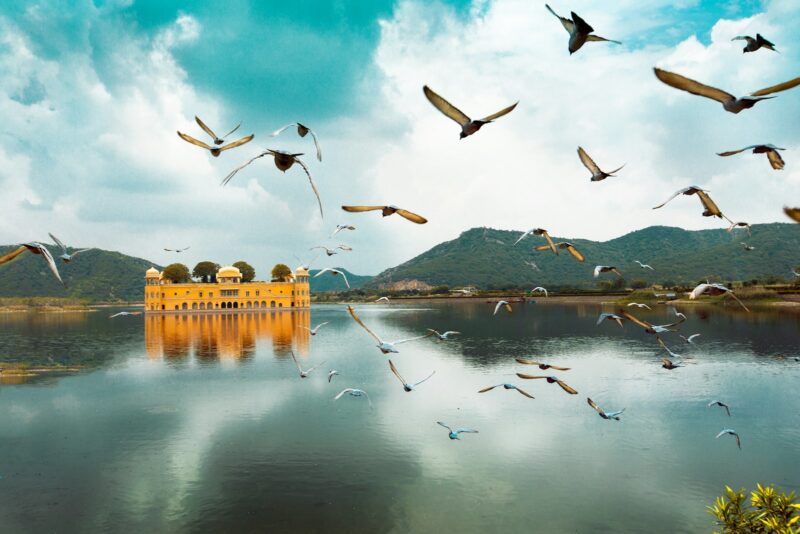 birds flying over the lake during daytime