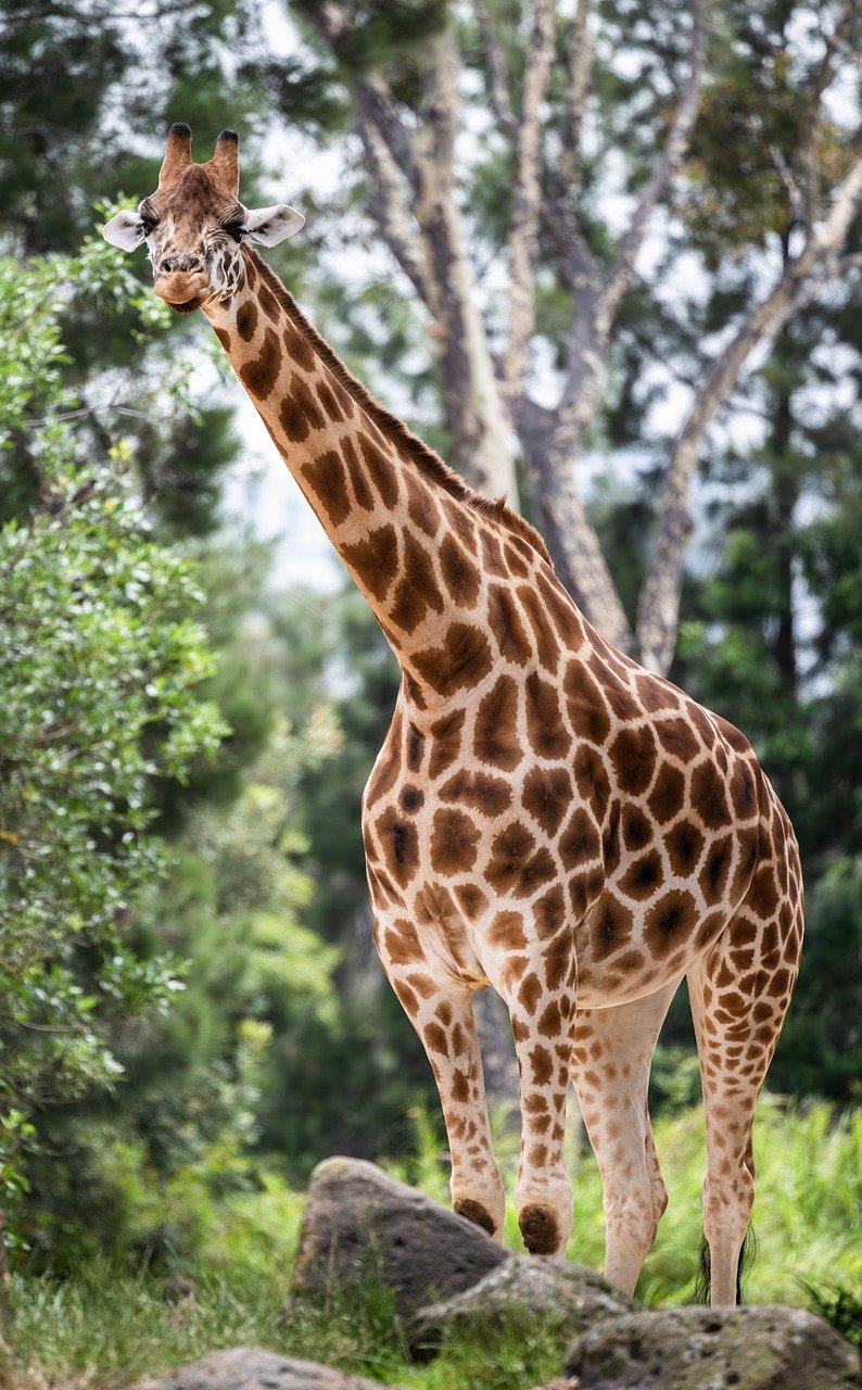 giraffe, animal, mammal