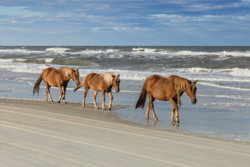 a group of horses walking along the beach