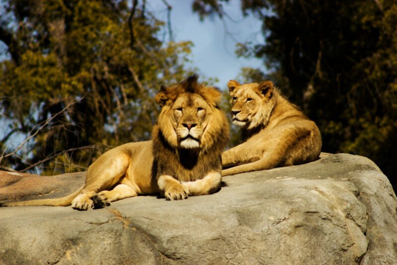 shallow focus photography of lion and lioness