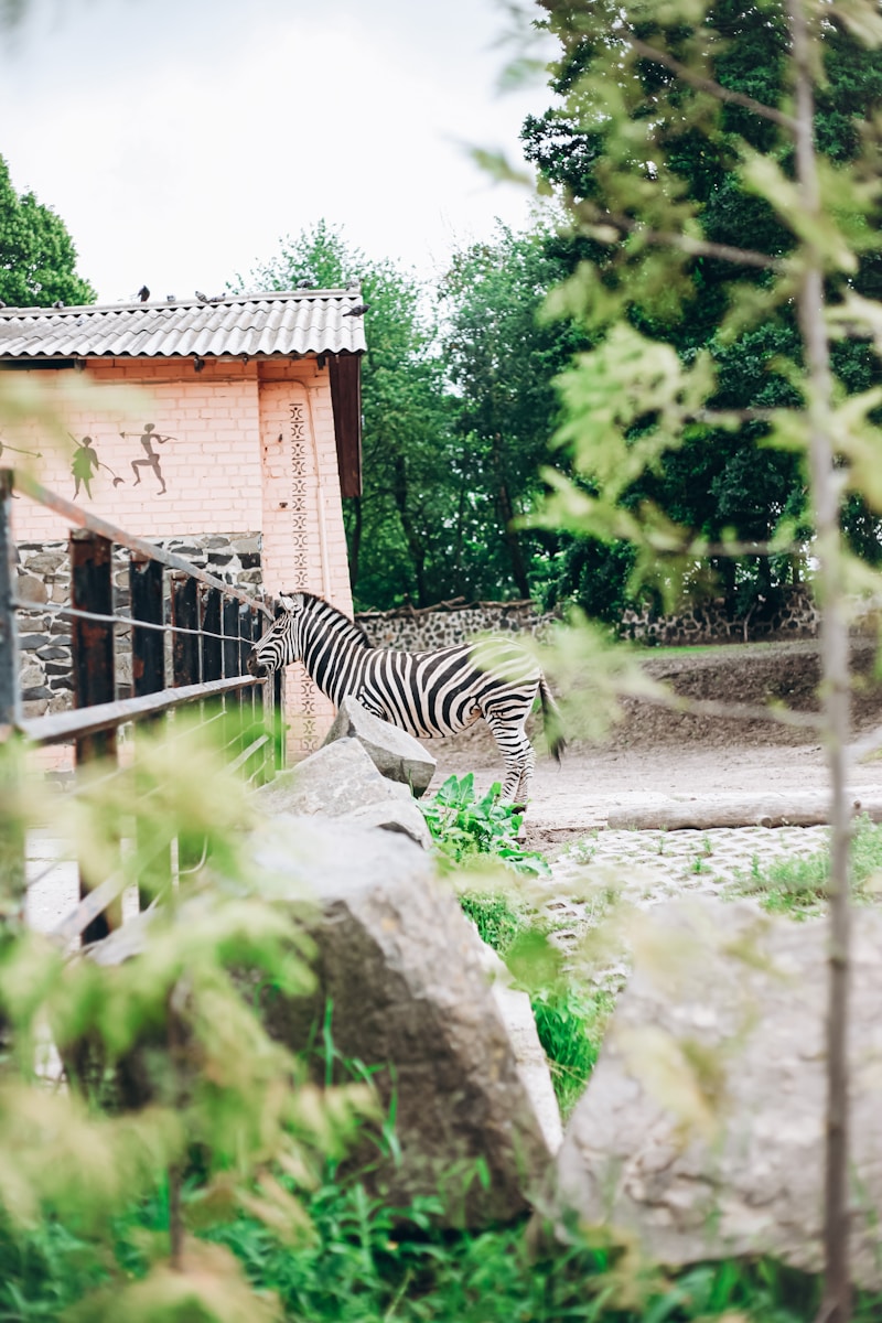 zebra on gray rock near green trees during daytime