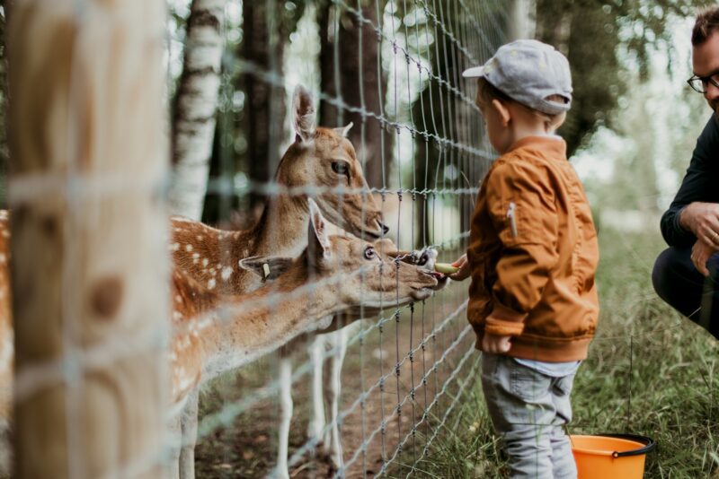 boy feeding a deer during 