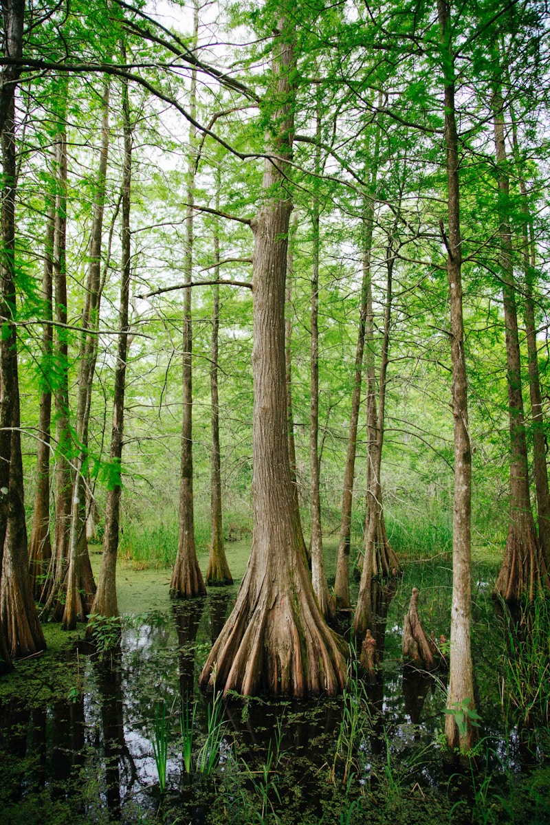 Travel Guide to Mississippi trees